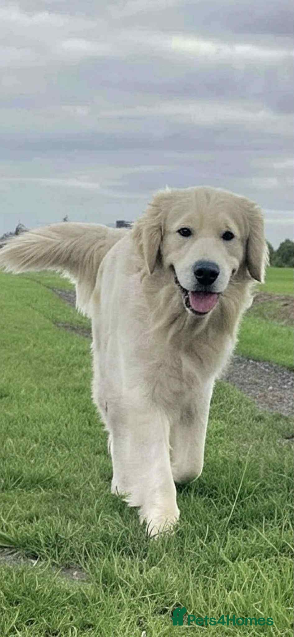 Golden Retriever dogs Handsome k.c Registered Golden retriever For Stud  in Knottingley - Advert 2