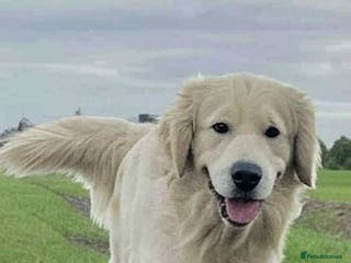 Golden Retriever dogs Handsome k.c Registered Golden retriever For Stud in Knottingley - Advert 12