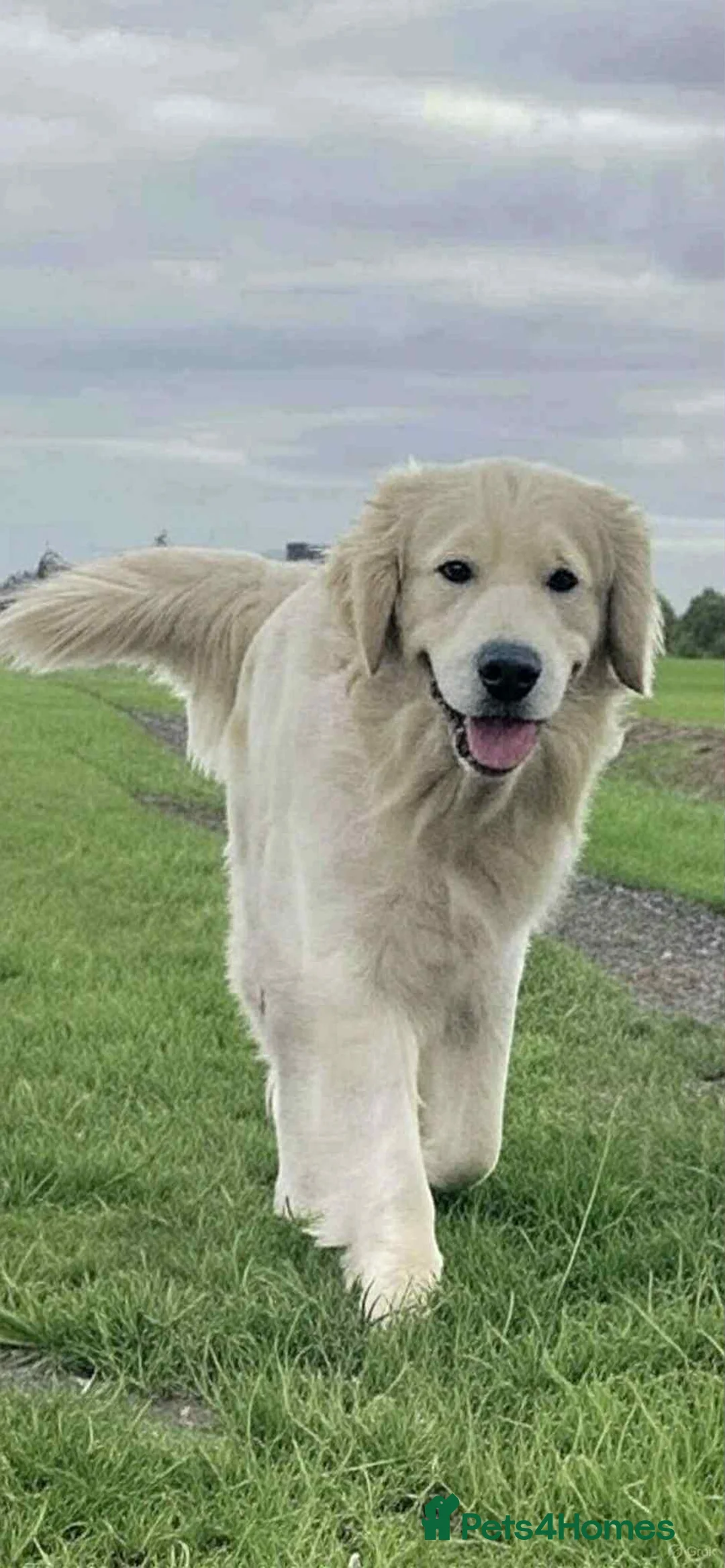 Golden Retriever dogs for stud: Handsome k.c Registered Golden retriever For Stud  in Knottingley - Advert 3