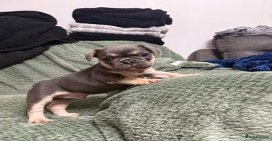 French Bulldog dogs - Advert 14