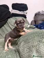 French Bulldog dogs - Advert 7