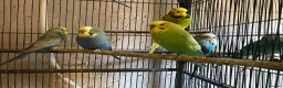 Budgerigars birds for sale: Young budgies for sale ,many available  - Advert 2