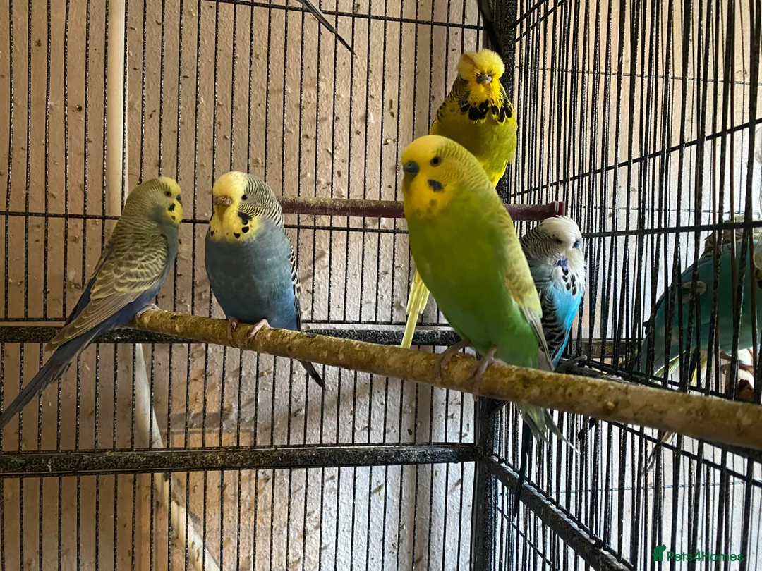 Budgerigars birds for sale: Young budgies for sale ,many available  - Advert 2