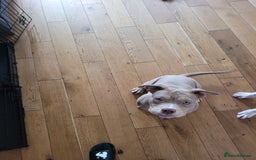 American Bulldog dogs for sale: American pocket bully  - Image 8