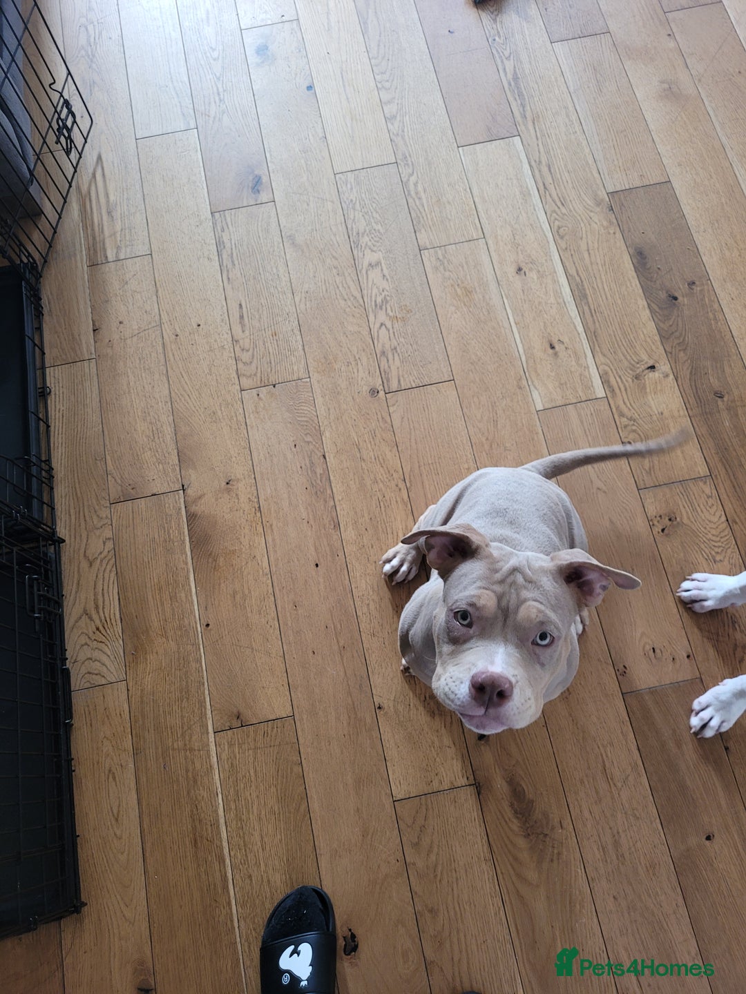American Bulldog dogs for sale: American pocket bully  - Image 8