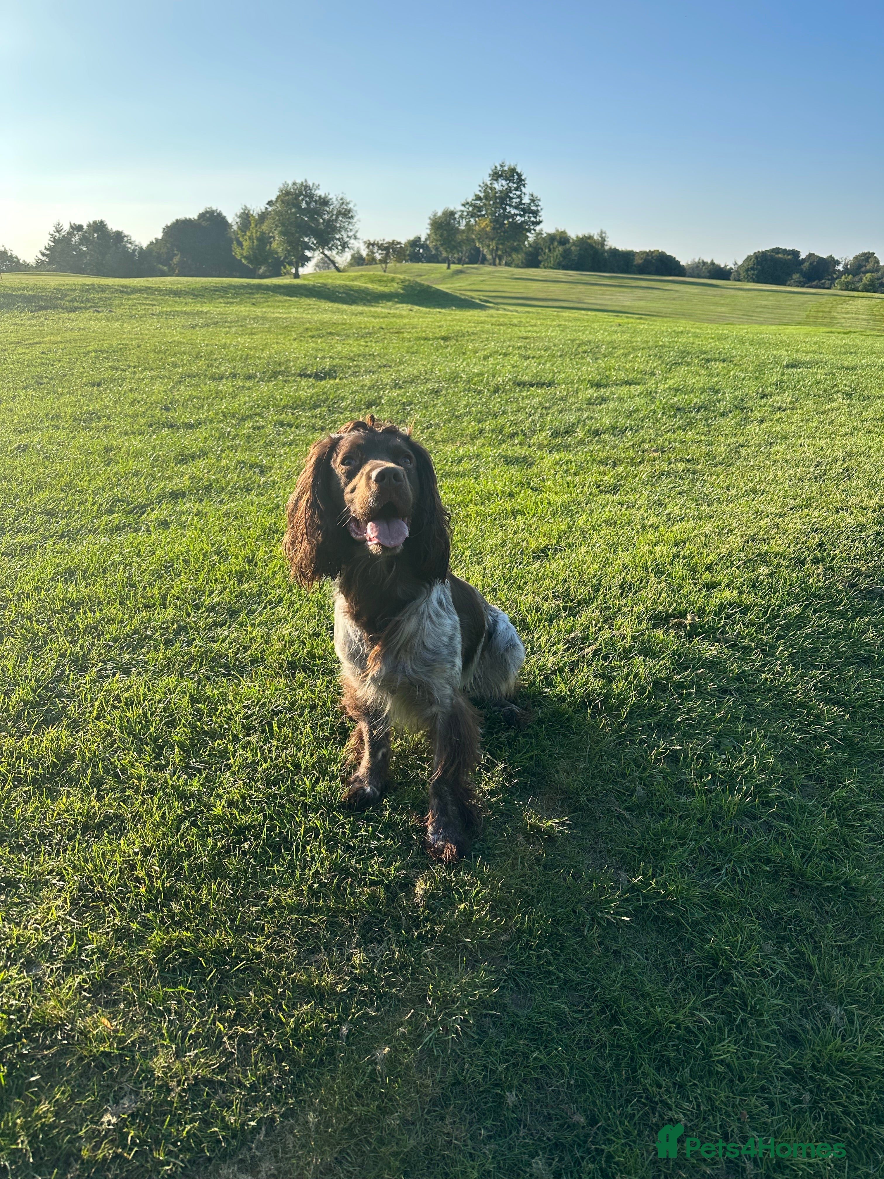 Cocker Spaniel dogs 🔥🔥WORKING ROAN COCKER STUD🔥🔥 in Gateshead - Advert 12