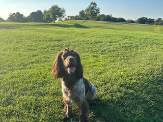 Cocker Spaniel dogs in Gateshead - Advert 14