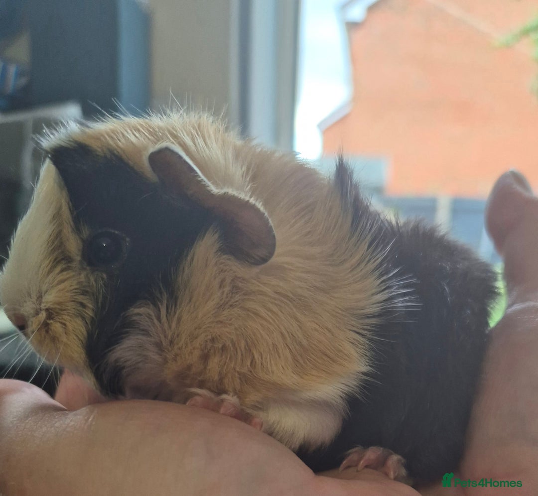Guinea Pig rodents for sale: Beautiful Female guinea pig  - Image 4