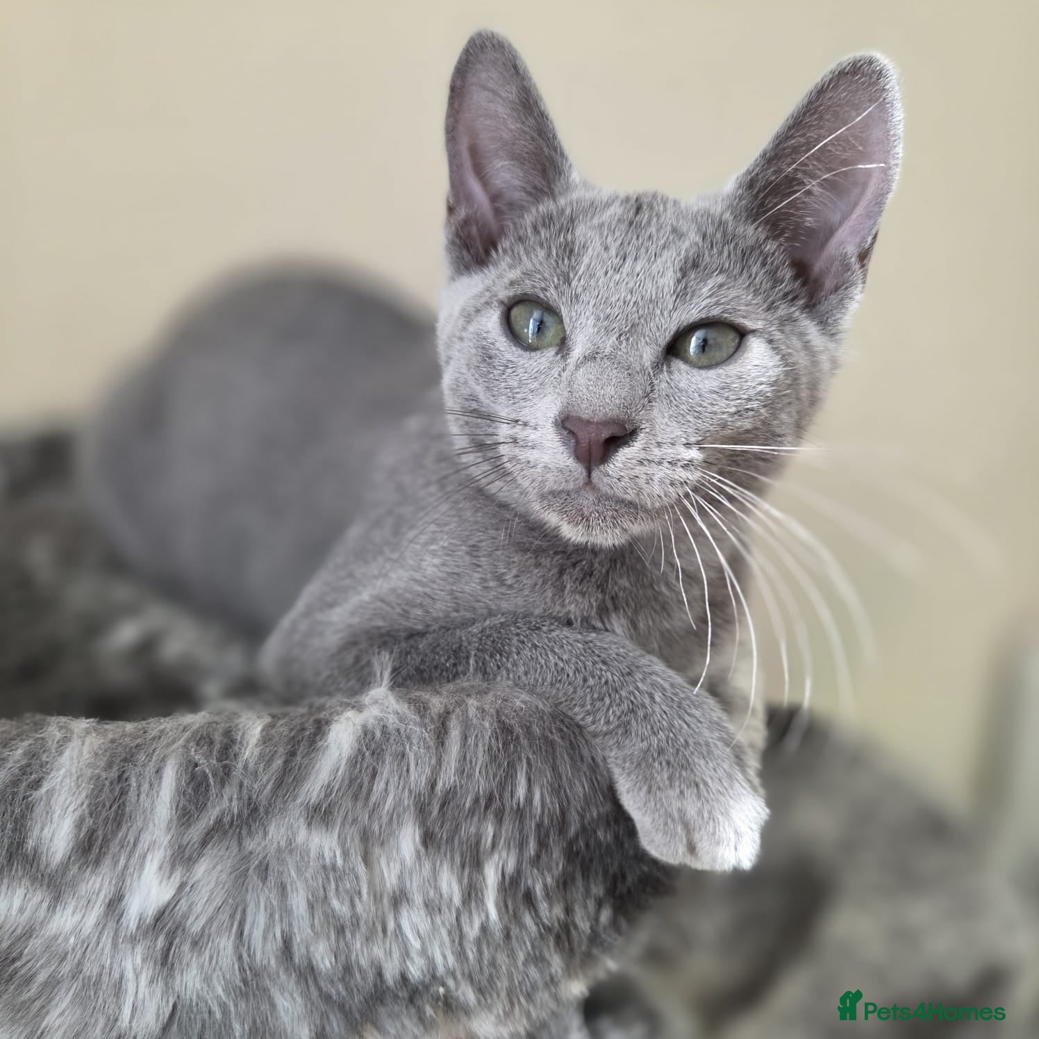 Russian Blue cats Russian blue - Tica registered  - Advert 2