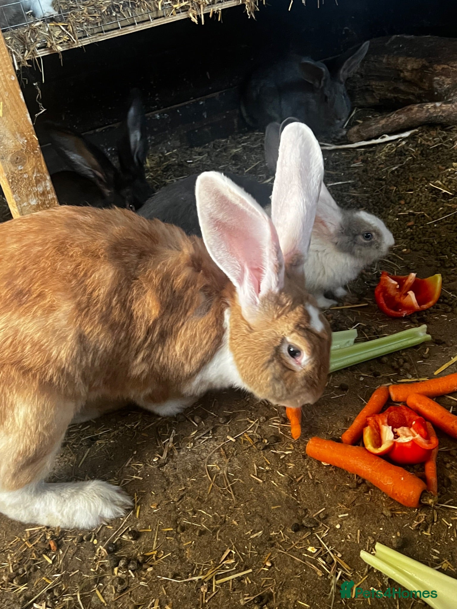 Continental Giant rabbits Beautiful continental babies  - Advert 2