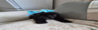 Shihpoo 1