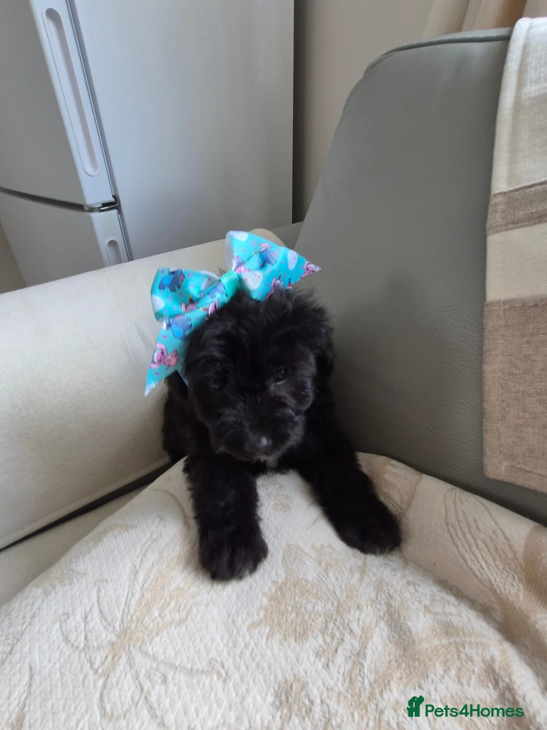 Shihpoo dogs for sale: Shihpoo for sale ready to leave in Bishop Auckland - Advert 2