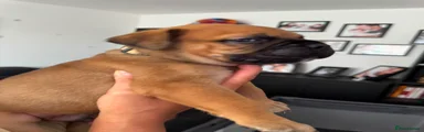 Bullmastiff 3