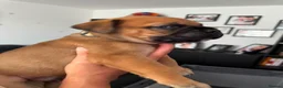 Bullmastiff dogs for sale: Bullmastiff Puppies Available - Advert 22