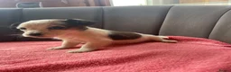 Jack Russell dogs for sale: Jack russel puppies  in Guildford - Advert 2