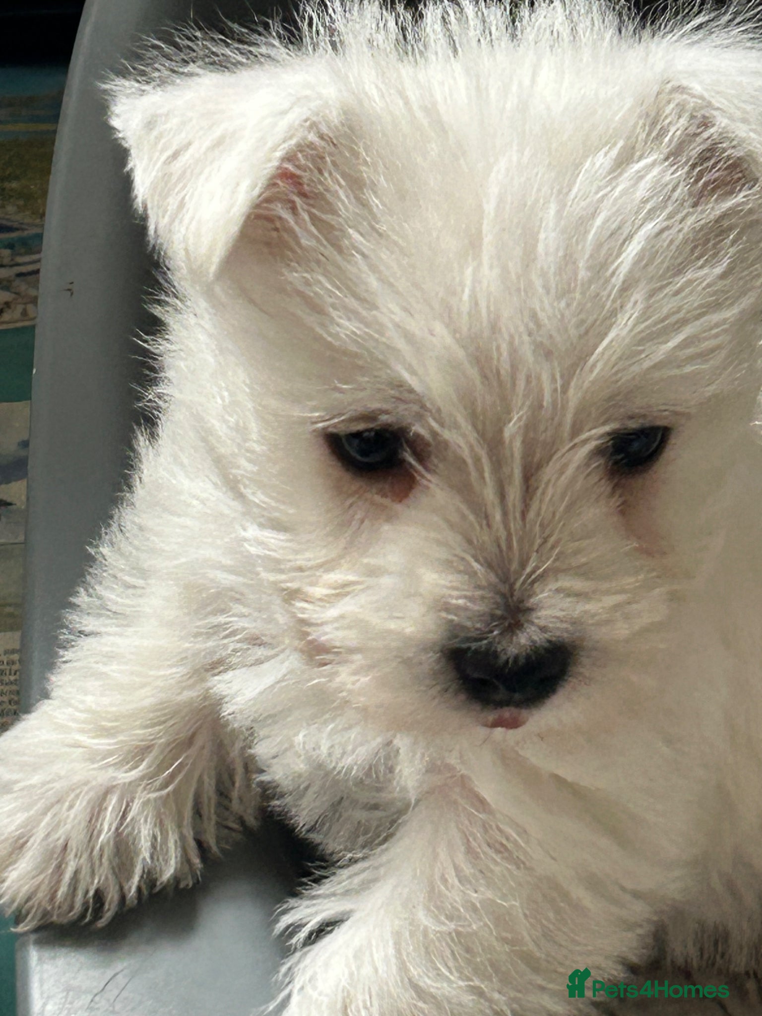 West Highland Terrier dogs Beautiful West Highland Pups - Advert 1