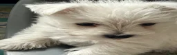 West Highland Terrier dogs for sale: Beautiful West Highland Pups - Advert 1