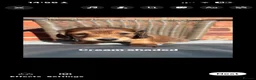 Miniature Dachshund dogs for sale: Long haired miniature dachshunds - Advert 16