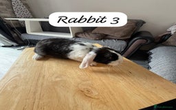 Mixed Breed rabbits for sale: Mixed breed - Image 6