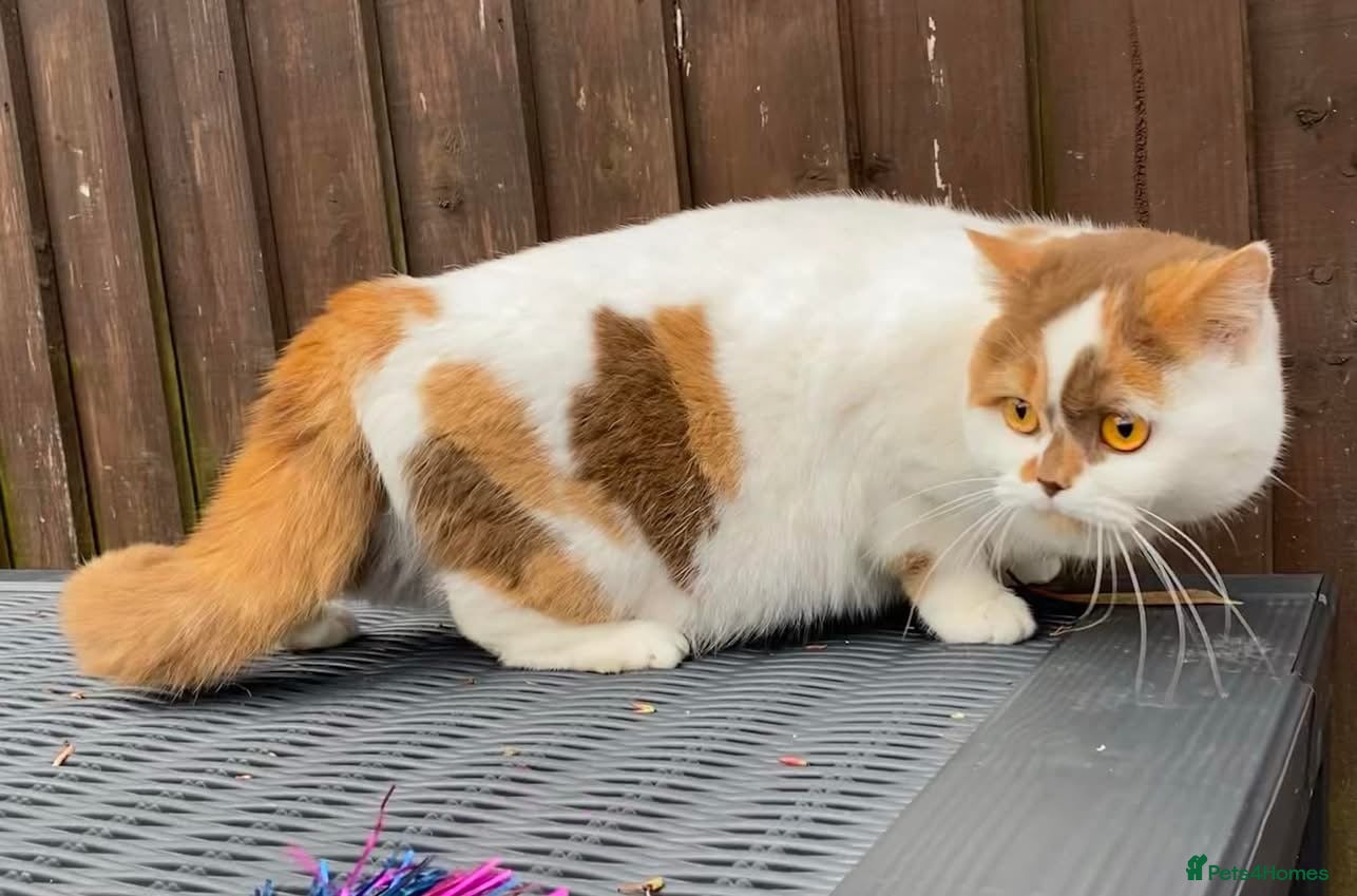 British Shorthair cats Stunning litter of kittens  - Advert 18