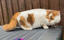 British Shorthair cats for sale: Stunning litter of kittens  - Advert 1