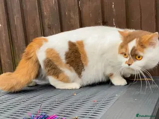 British Shorthair cats Stunning litter of kittens - Advert 2