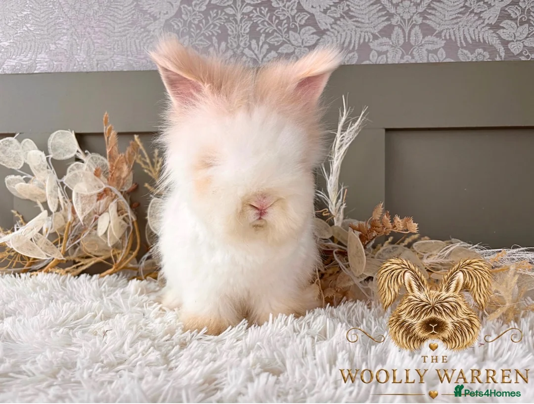 Angora rabbits for sale: Fully Vaccinated Angora Litter - Advert 2