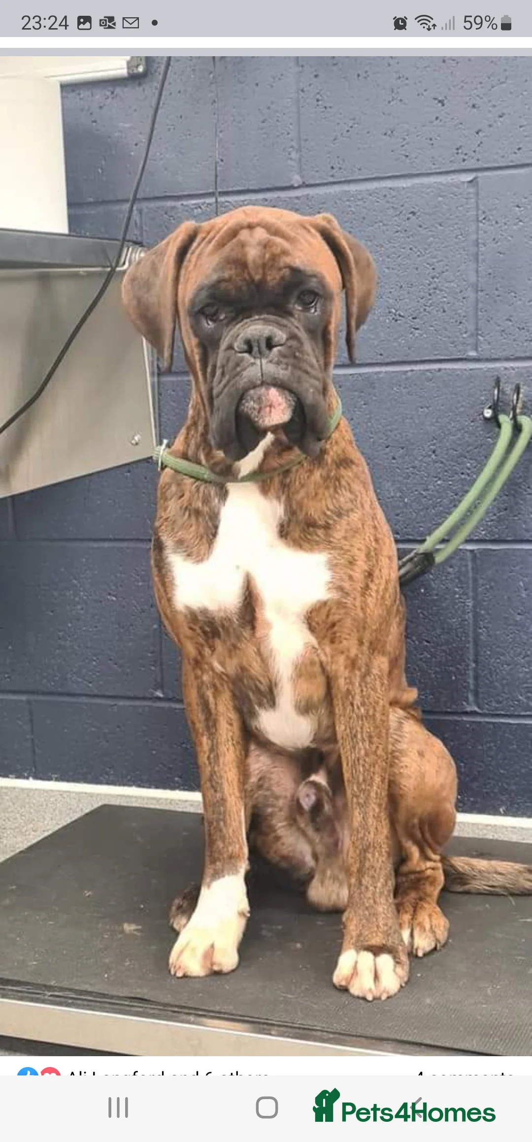 Boxer dogs for stud: Stunning Proven, Health tested and Heartscored 0 in Boston - Advert 2