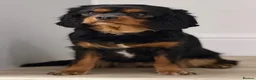 Cavalier King Charles Spaniel dogs for sale: KC reg female Black / Tan king Charles Cavalier - Advert 4
