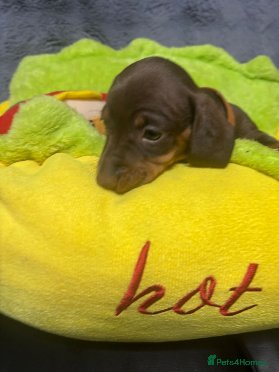 Dachshund dogs for sale: Miniature Dachshund pups £1000 - Image 7