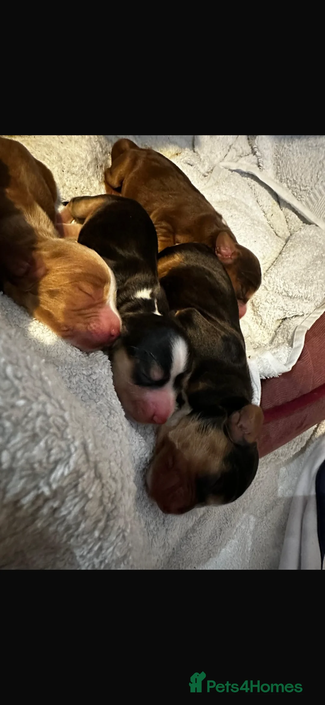 Cocker Spaniel dogs for stud: 2 PROVEN/HEALTH CLEAR KC Show Cocker Spaniels Stud in Shildon - Advert 19