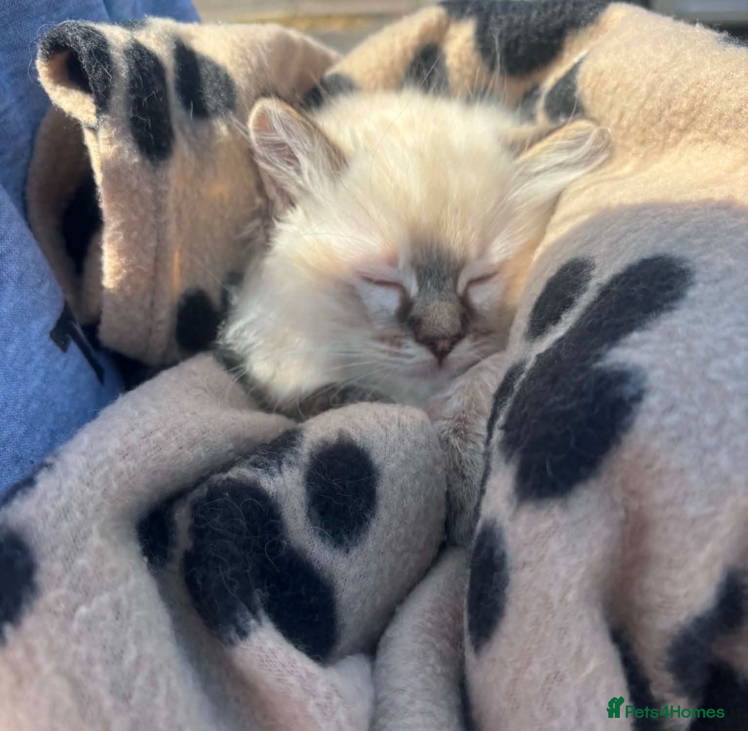 Ragdoll cats 💙🐾 2 Stunning TICA Ragdoll Boys 🐾💚 - Advert 2