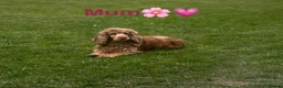 Cocker Spaniel dogs for sale: Beautiful Cocker Spaniel Puppies 🐾🐶🏡 - Advert 9