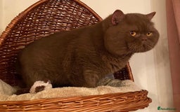 British Shorthair cats for stud: CINNAMON QUADRUPLE GRAND CHAMPION STUD  in Stoke-on-Trent - Image 3