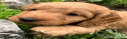 Cockapoo dogs for sale: F1 Cockapoo puppies - Advert 5