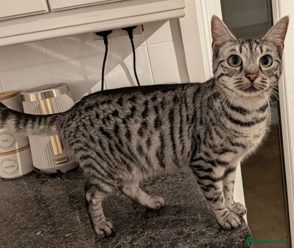 Mixed Breed cats for sale: Mixed breed  - Advert 13