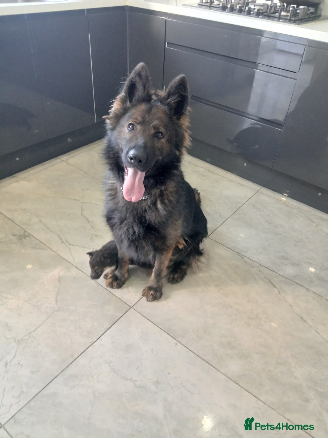 German Shepherd dogs for sale: German shepherd pups now ready for their new homes - Advert 10