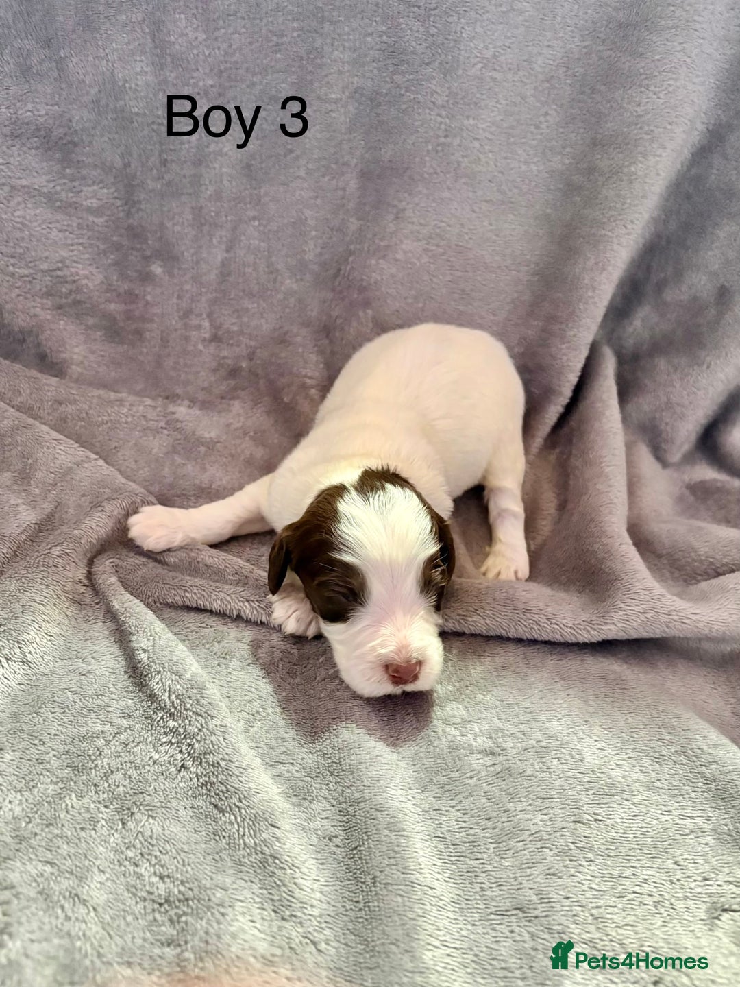 Cockapoo dogs for sale: Cockerpoos F1B - Advert 3