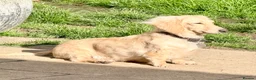 Miniature Dachshund dogs for sale: Beautiful long haired cream female health tested  - Advert 3