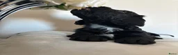 Cockapoo dogs for sale: 🐾💕7 GORGEOUS COCKAPOOS GIRLS 💕🐾 in Littlehampton - Advert 2