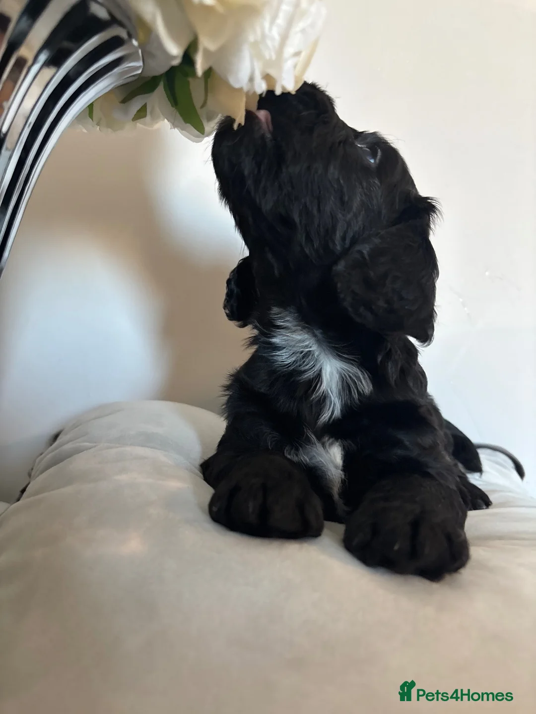 Cockapoo dogs for sale: 🐾💕7 GORGEOUS COCKAPOOS GIRLS 💕🐾 in Littlehampton - Advert 2