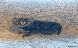 British Longhair cats for sale: Kittens for sale. - Image 6