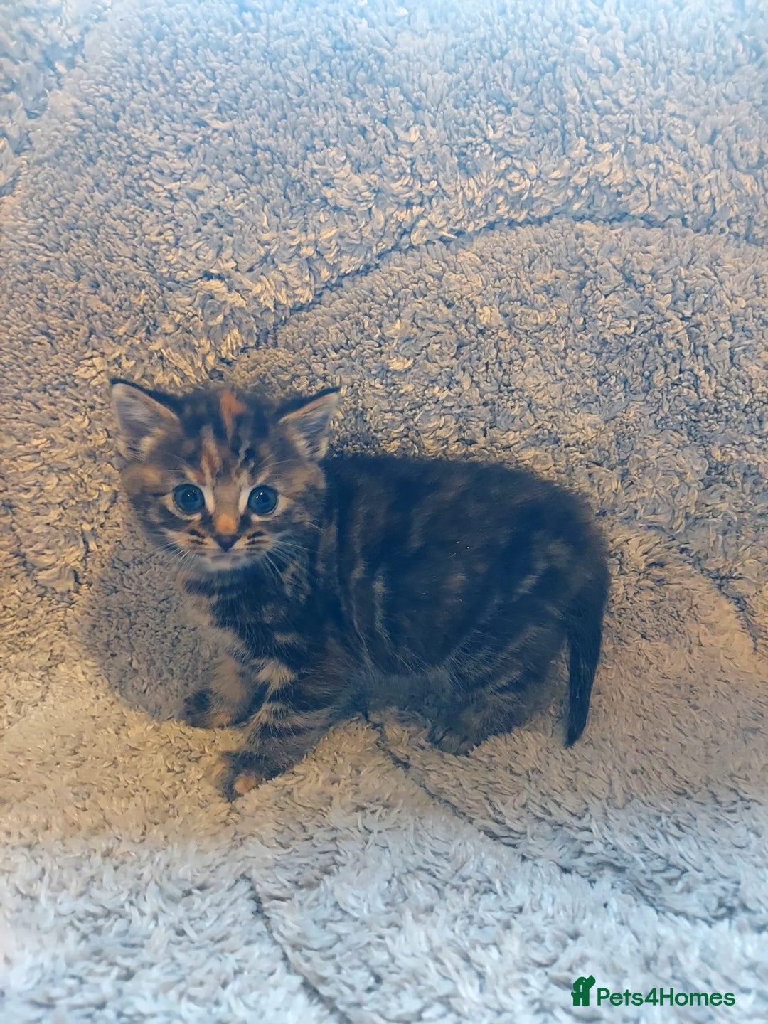 British Longhair cats for sale: Kittens for sale. - Image 6