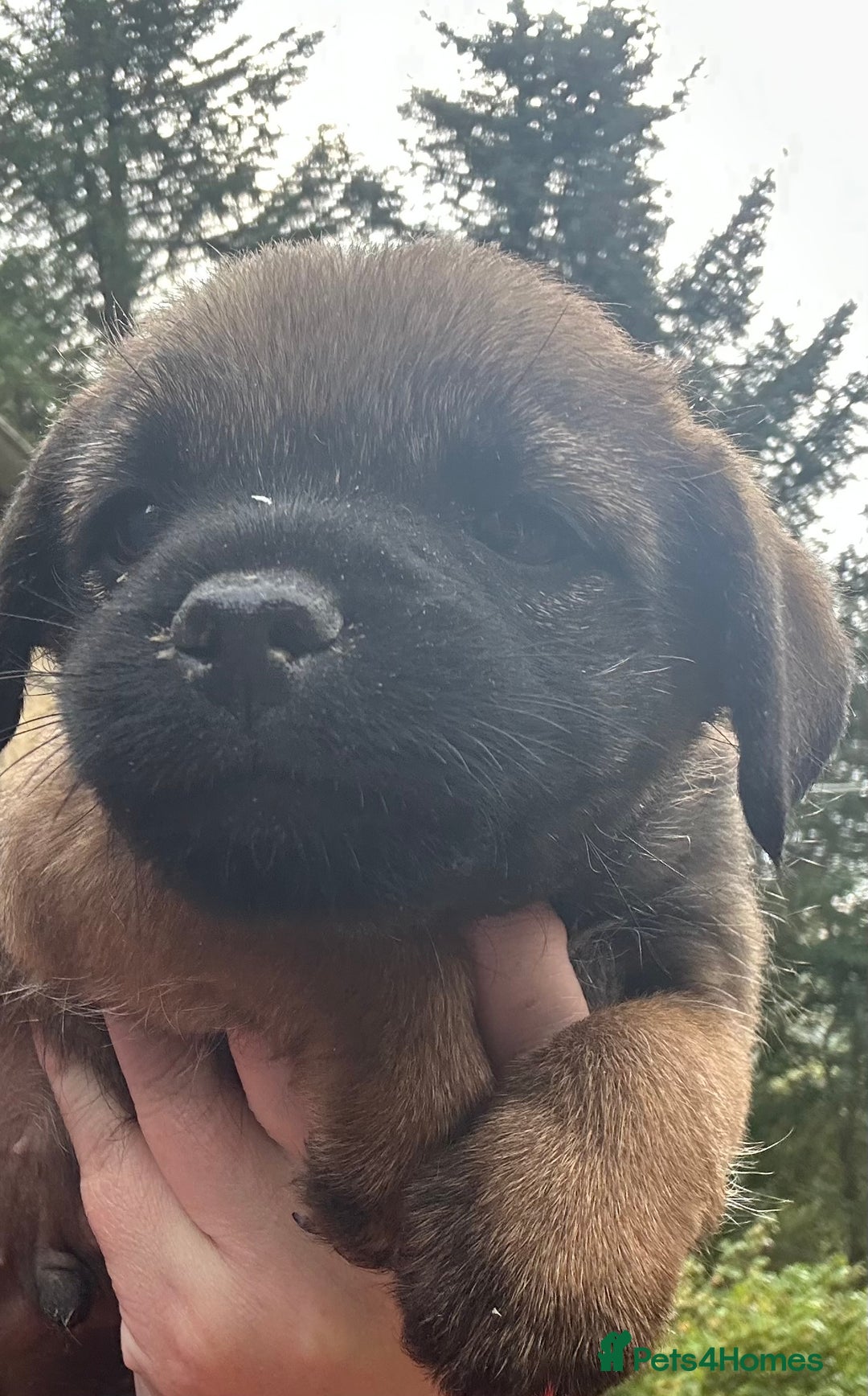 Border Terrier dogs for sale: KC Border Terrier Puppies  - Image 3