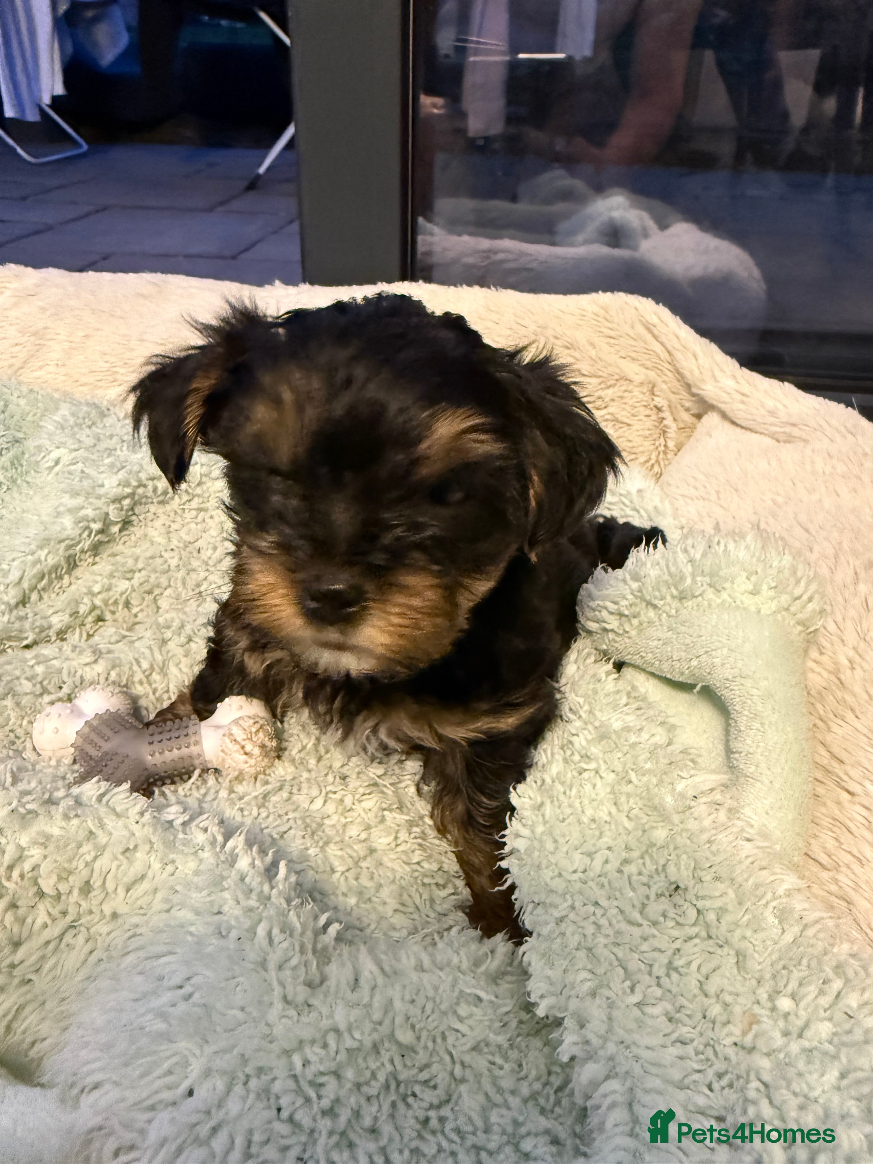 Yorkshire Terrier dogs Beautiful Mini Yorkshire Terrier Puppies  - Advert 2