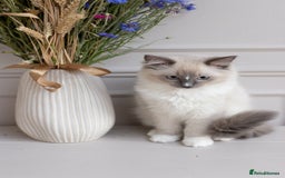 Ragdoll cats for sale: Super cuddly Ragdoll kittens Ready now ♥️ - Image 33