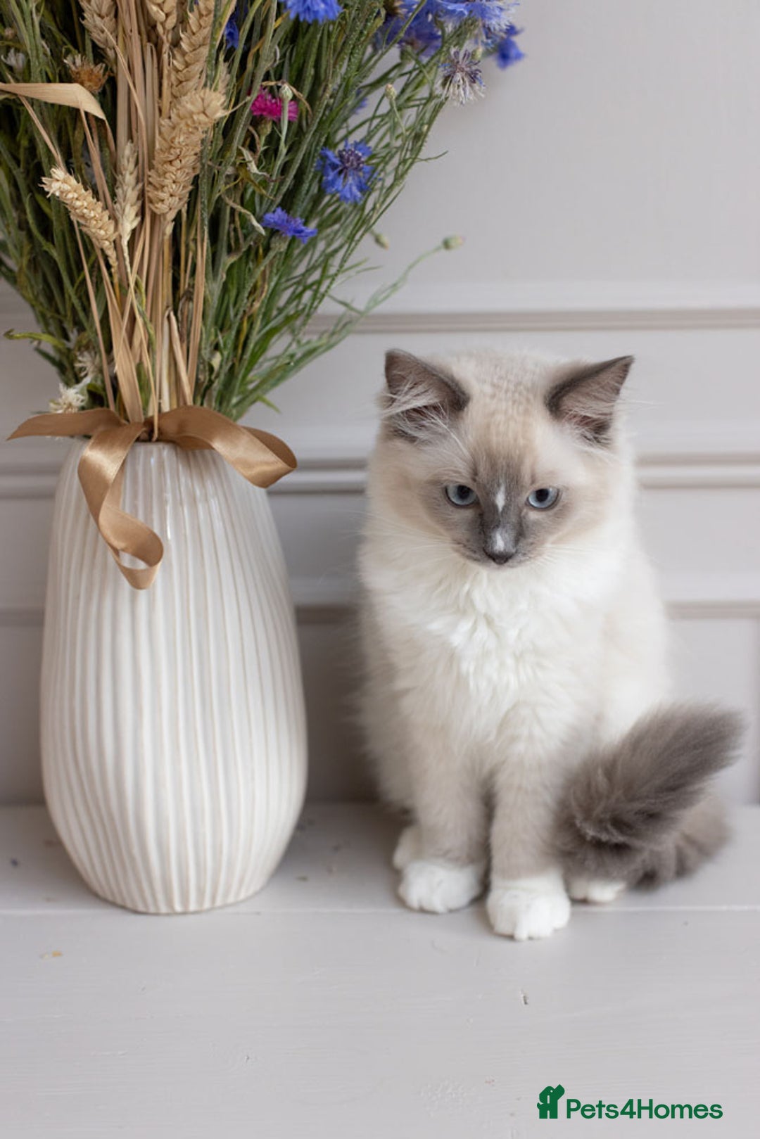 Ragdoll cats for sale: Super cuddly Ragdoll kittens Ready now ♥️ - Image 33