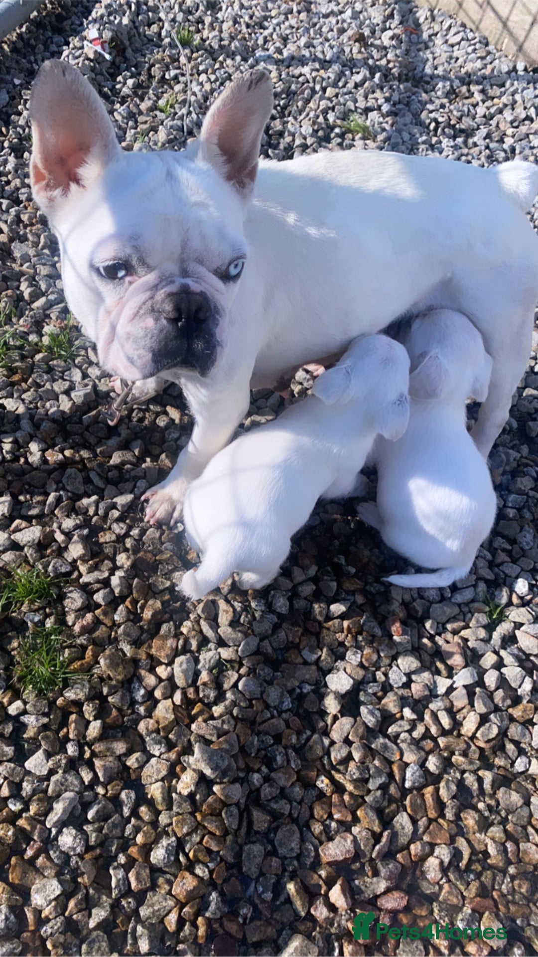 Mixed Breed dogs for sale: Frenchie x miniature poodle puppies  - Image 5