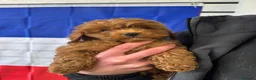 Cavapoo dogs for sale: Advanced trained cavapoo  in Dronfield - Advert 4