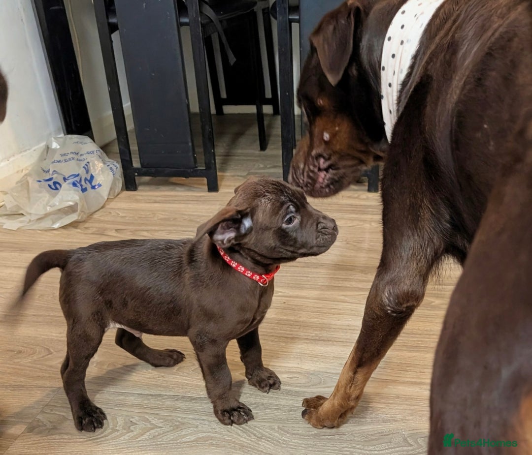 Mixed Breed dogs for sale: F1 MASTADOR PUPPIES FOR SALE  - Advert 6
